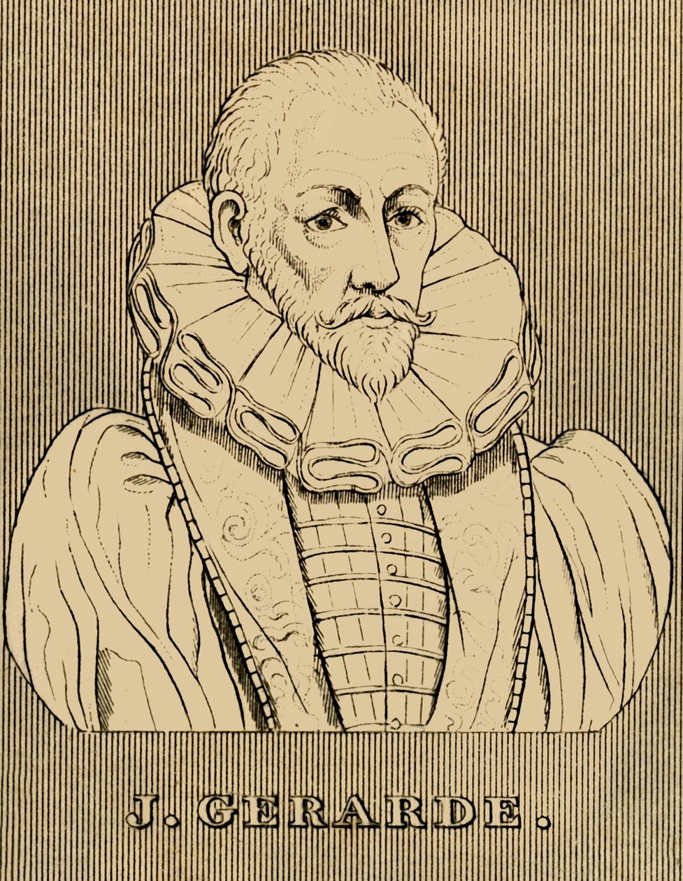 J. Gerarde, c1545-1612, 1830. af Unbekannt