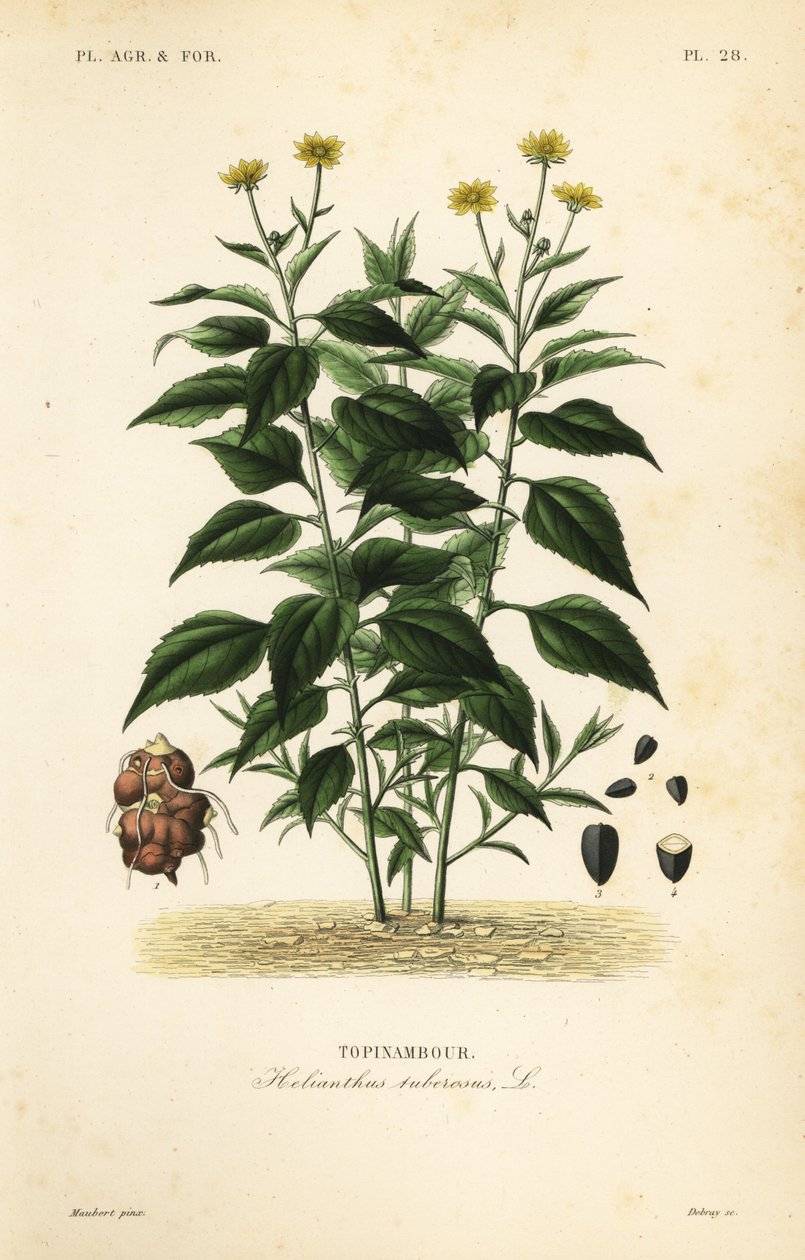 Jordskok på sine nåle, Helianthus tuberosus, Tapinambo af Unbekannt