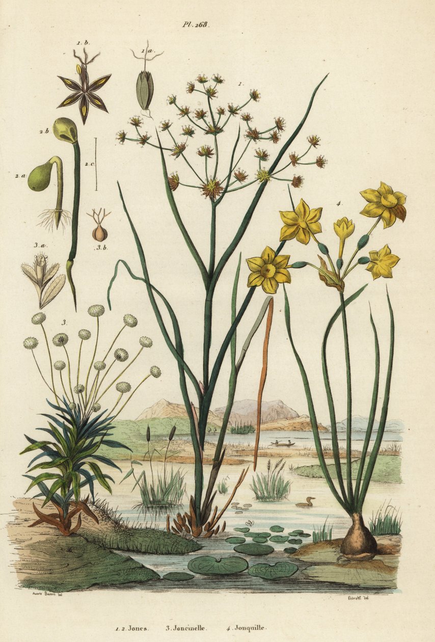 Ledsiv, Juncus articulatus 1, tudserus, Juncus bufonius 2, piberurt, Paepalanthus dendroides 3 og siv påskelilje, Narcissus jonquilla 4. Jones, Joncinelle, Jonquille af Unbekannt