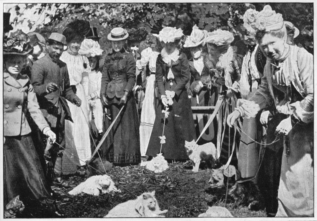 Bedømmelse af katte ved Royal Botanic Gardens show, Kew, London, c1900 1901 af Unbekannt