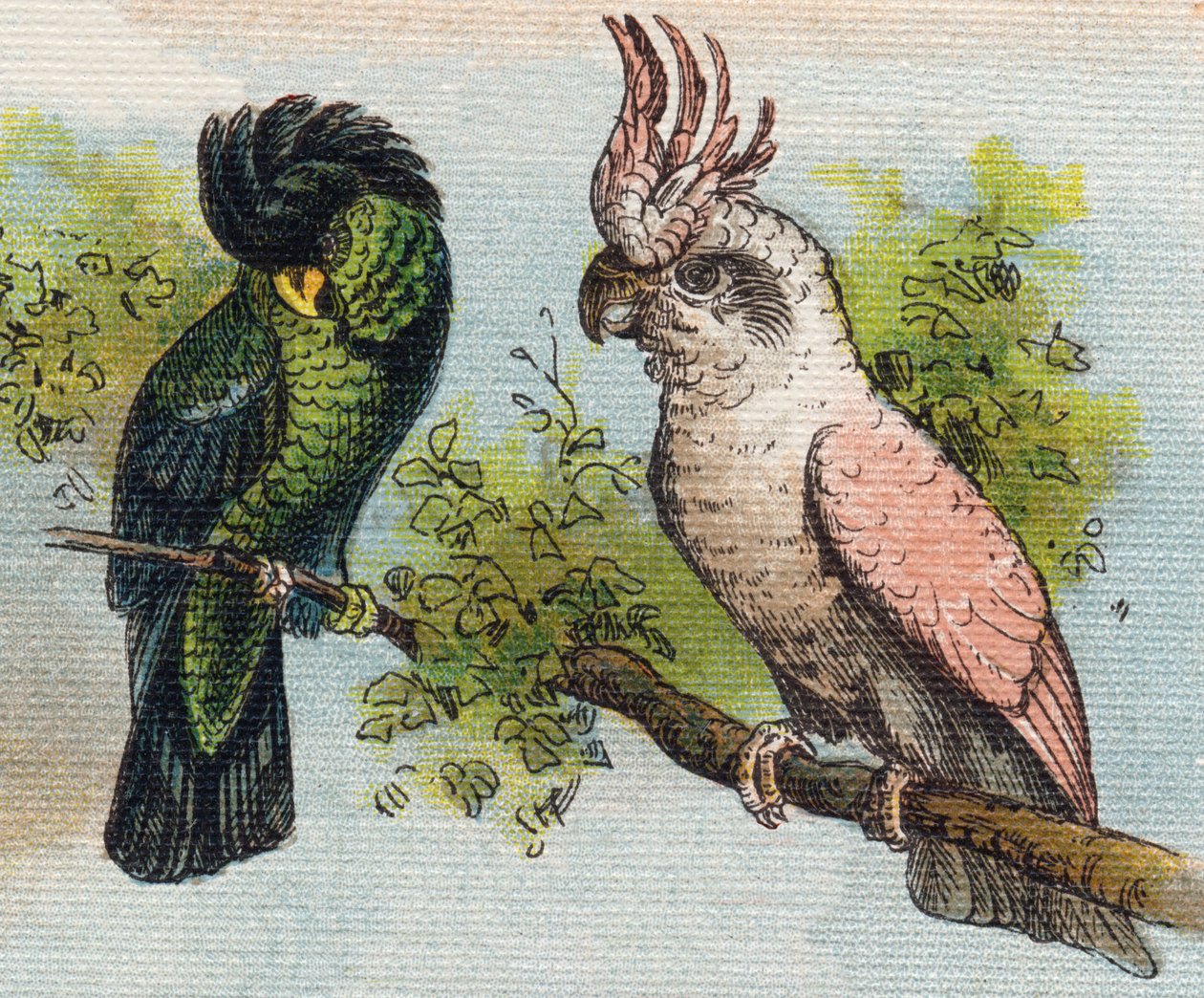 Kakatoer. Indgravering i "Alphabet de ma petite fille". Bernardin-Bechet og Fils, boghandler-forlag, Paris, omkring 1895. Ubrydeligt album på lærred. Bibliotheque des Bebes. 12 sider. Album indeholdende en læsemetode og et illustrativt abecedary. Svag: af Unbekannt