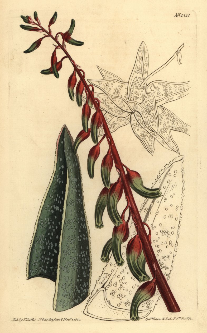 Køllet gasteria, Gasteria carinata af Unbekannt