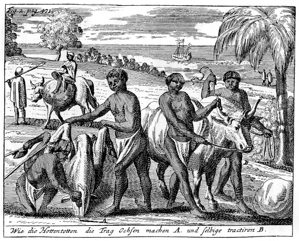 Khoikhois indbrud af okser, Sydafrika, 1700-tallet 1931 af Unbekannt