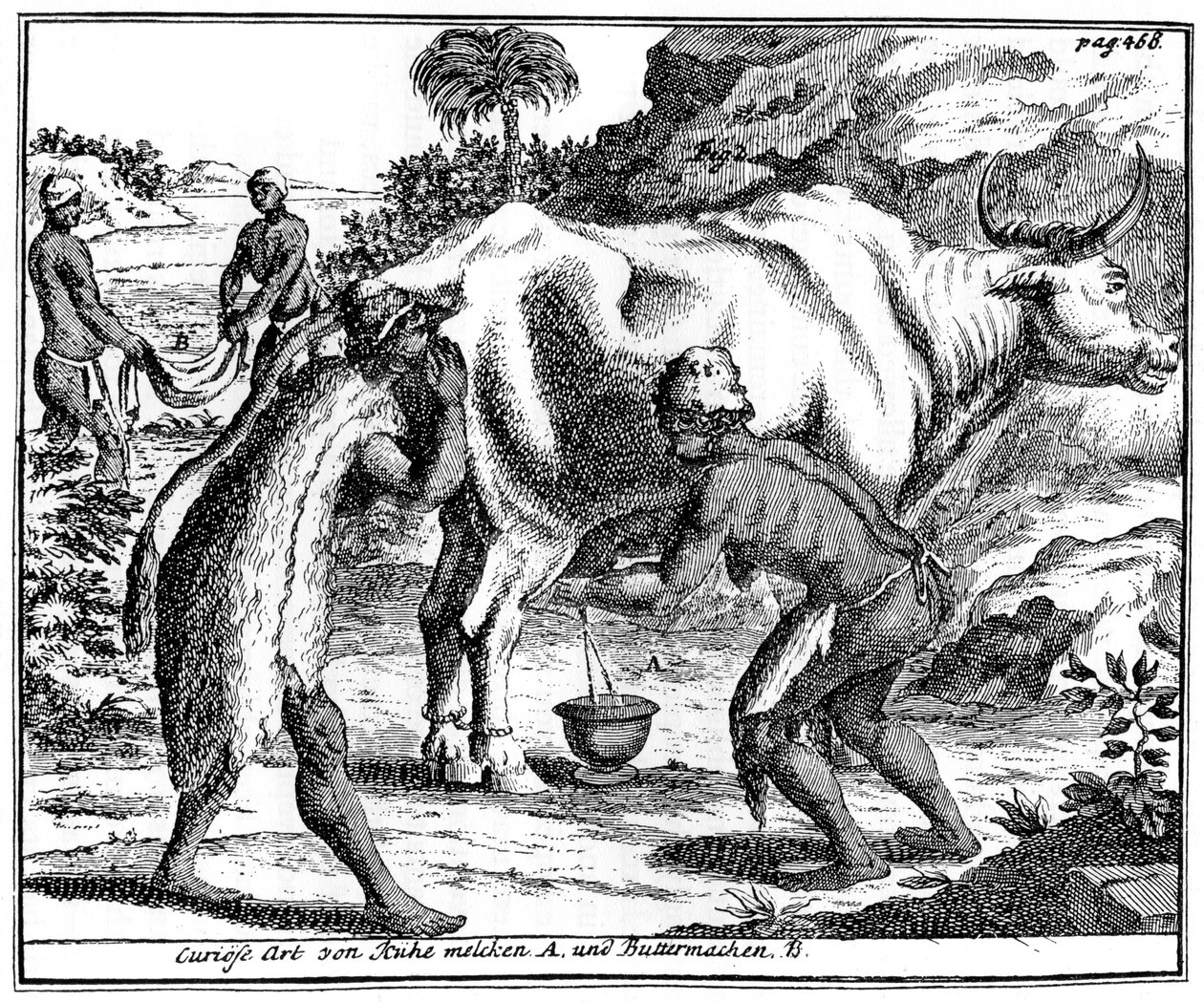 Khoikhois malker køer og laver smør, Sydafrika, 1700-tallet 1931 af Unbekannt
