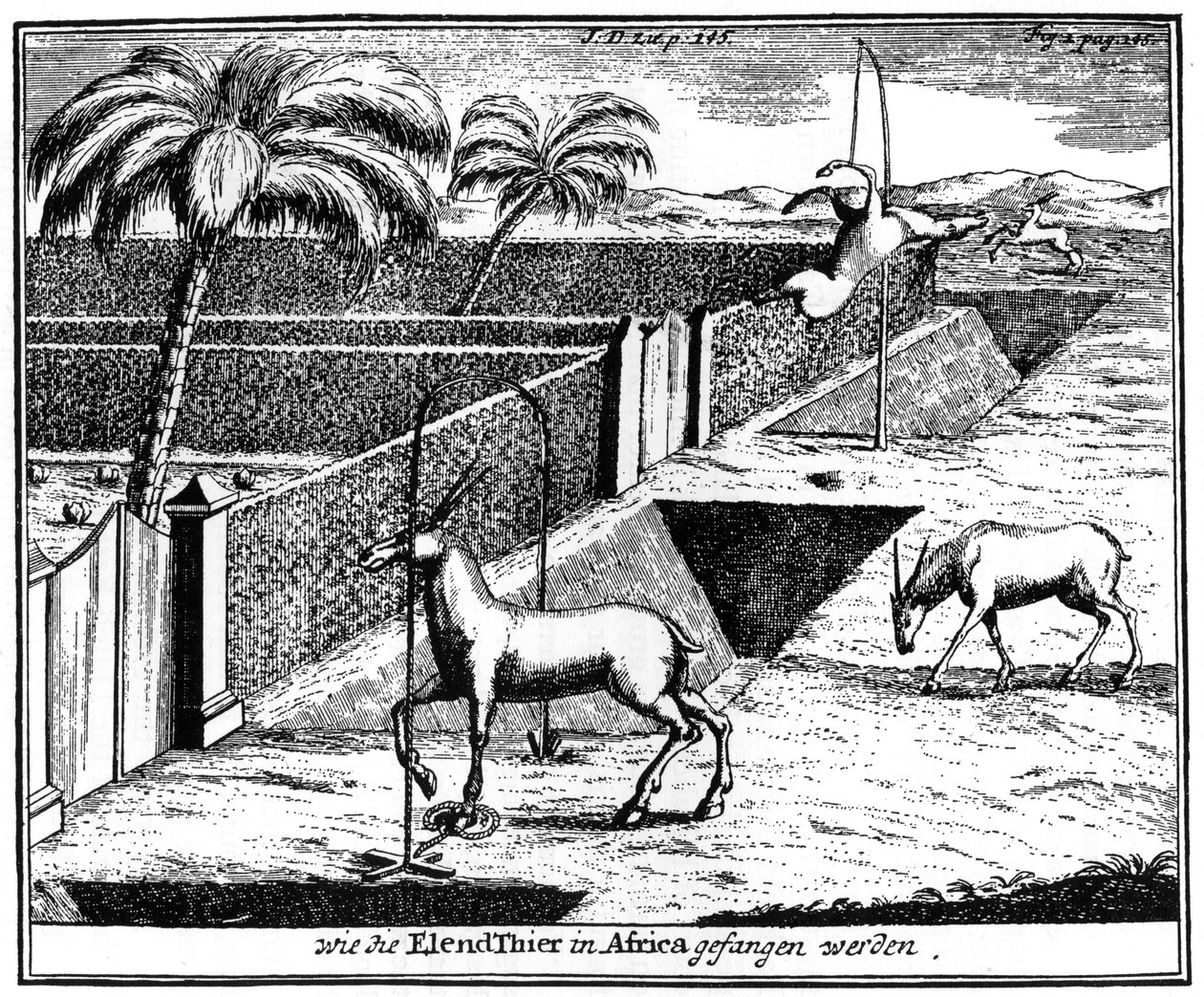 Khoikhois fangstantilope, Sydafrika, 1700-tallet 1931 af Unbekannt