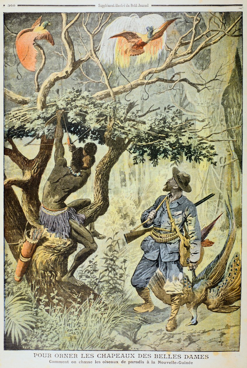 Killing Birds of Paradise, New Guinea, 1908 af Unbekannt
