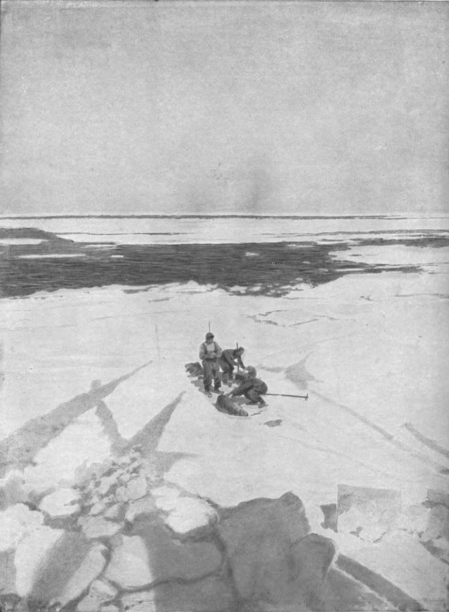 Dræbende sæler, 1911, 1928 af Unbekannt