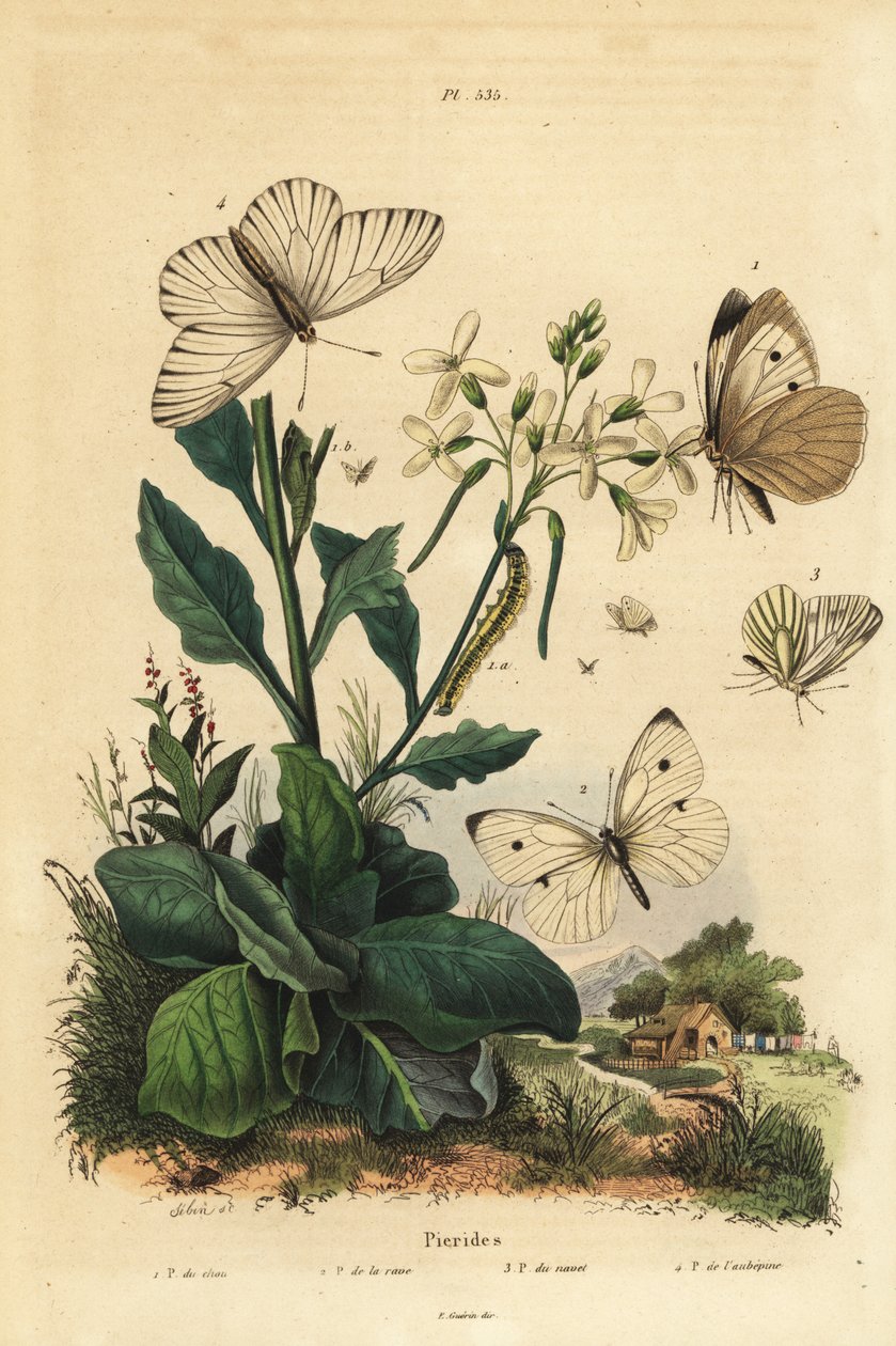 Stor hvid, Pieris brassicae 1, lille hvid, Pieris rapae 2, grøn-årede hvid, Pieris napi 3, og sort-årede hvid, Aporia crataegi 4. Pierid sommerfugle af Unbekannt