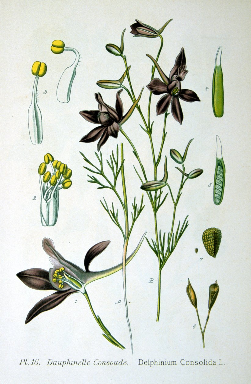 Lærkespore, 1893 af Unbekannt