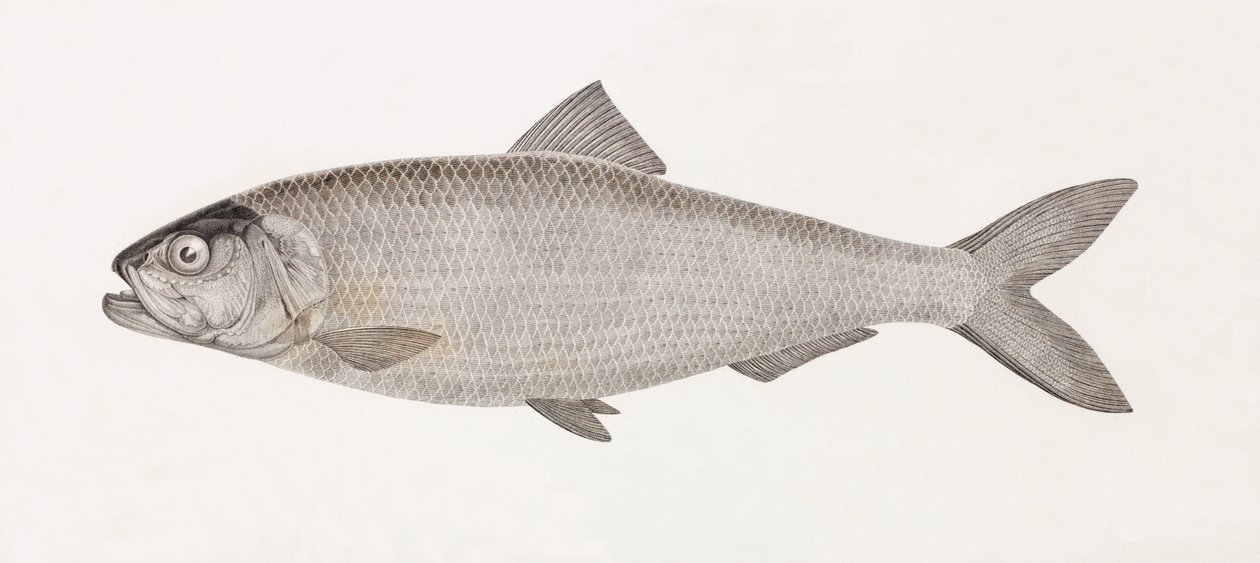 The Clupee of the Nilen af Unbekannt