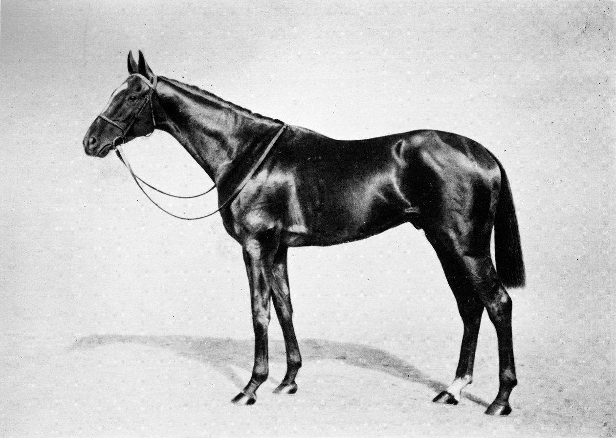 Lemberg, 1911 af Unbekannt
