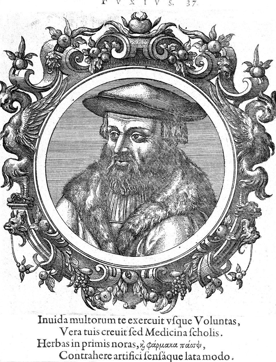 Leonhard Fuchs, tysk botaniker og læge af Unbekannt