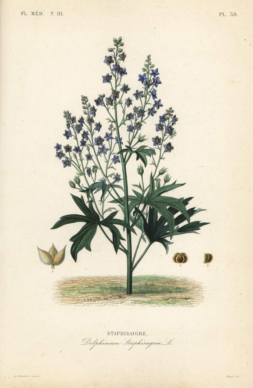 Like-Bene og Stavessere, Delphinium Staphysagriae, Staphysagri af Unbekannt