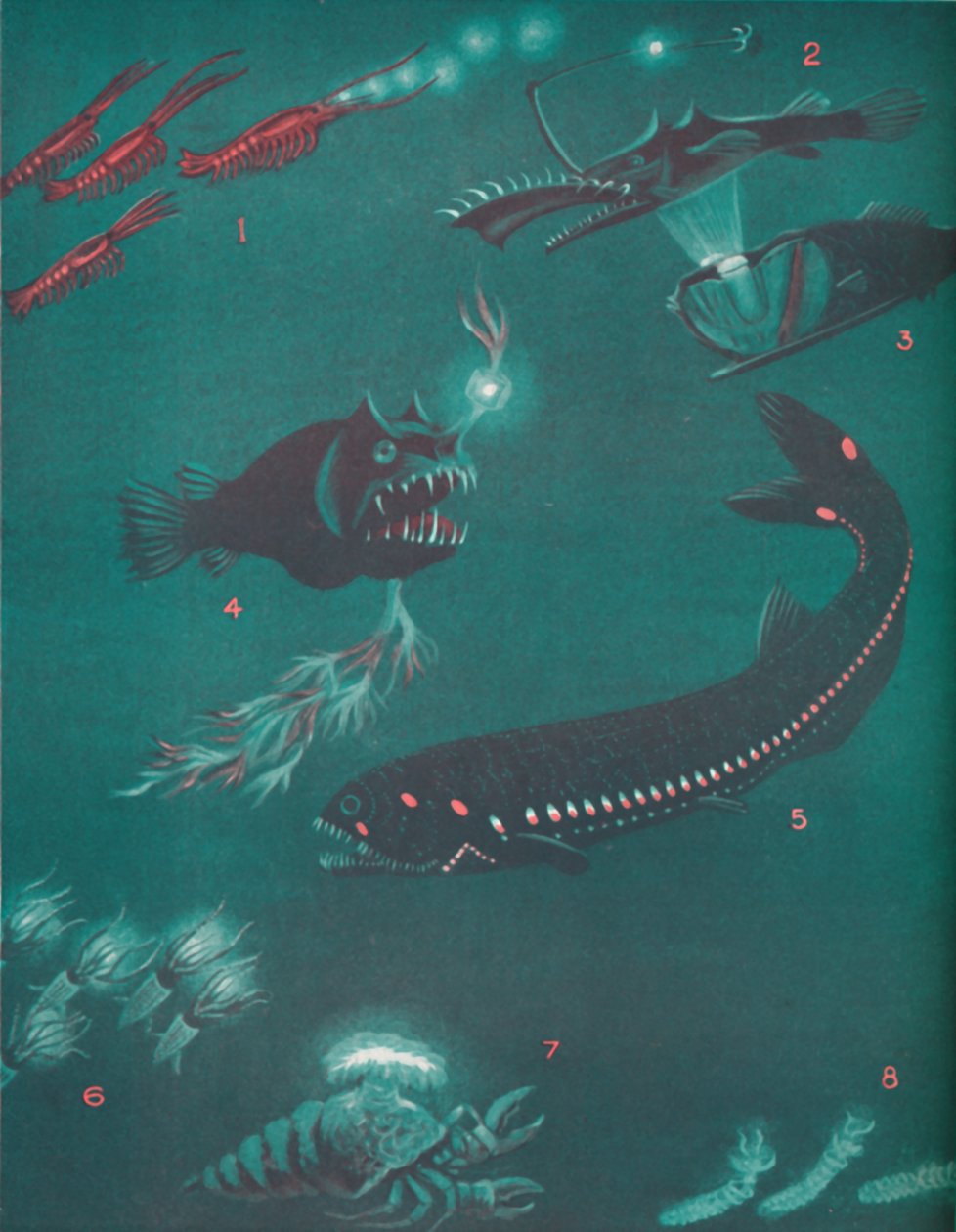 Livet en halv mil under havets overflade, 1935 af Unbekannt