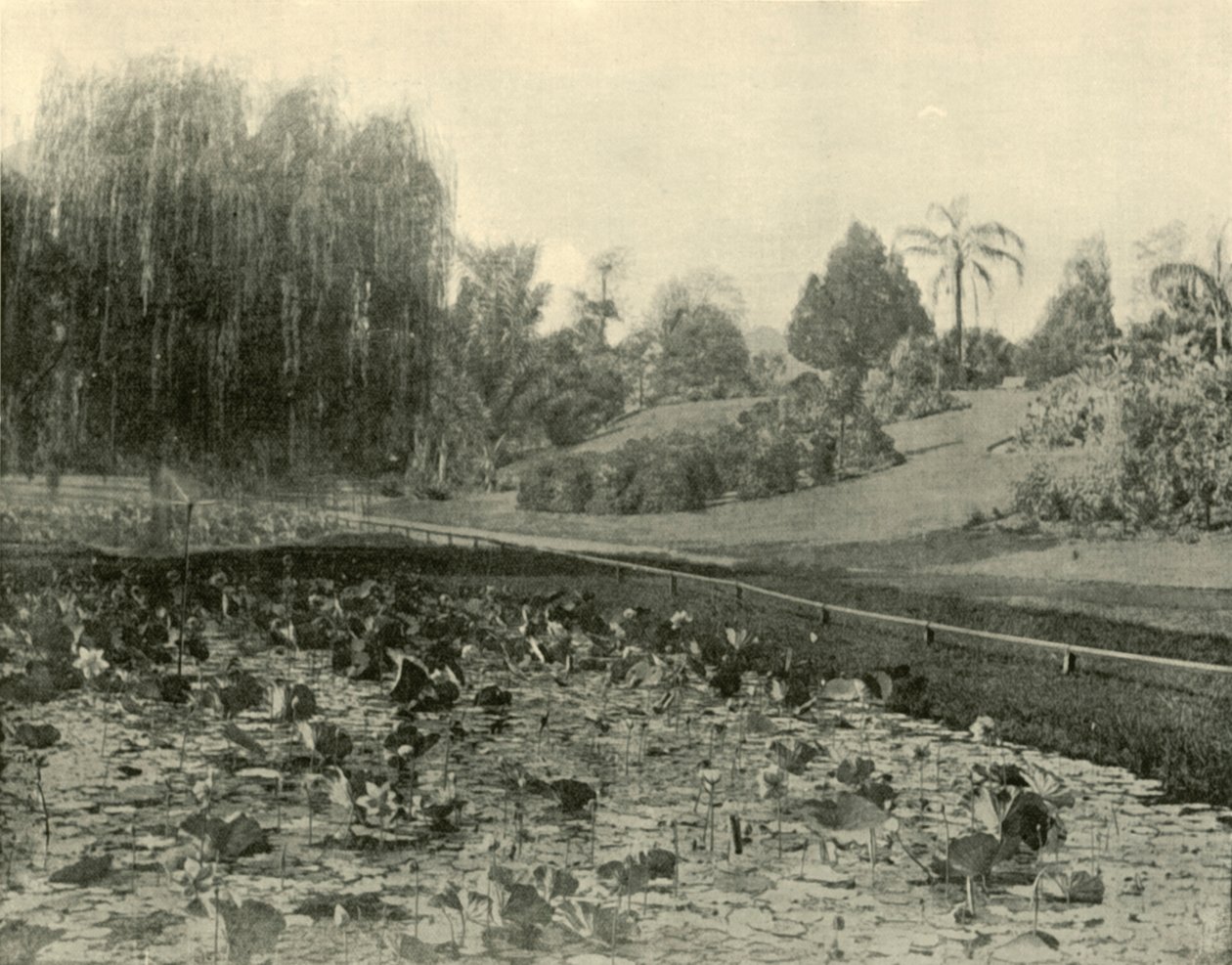 Lily Pond, Brisbane Botanical Gardens, 1901. af Unbekannt