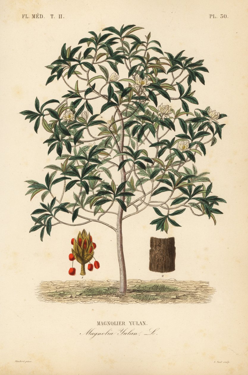 Lilytree eller Yulan magnolia, Magnolia denudata, Magnolia yulan, Magnolier yulan af Unbekannt