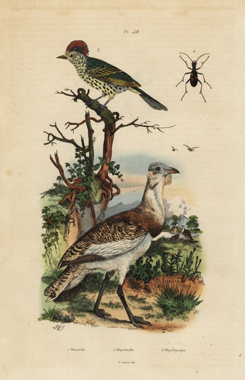 Lille brun bustard, Eupodotis humilis og skarpnæb, Oxyruncus cristatus af Unbekannt