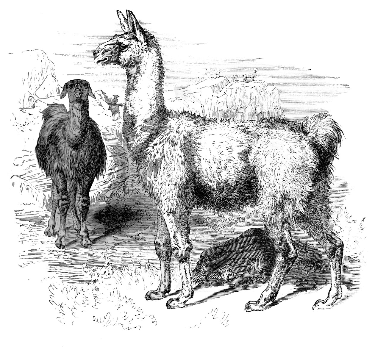 Flammer, c1880 af Unbekannt