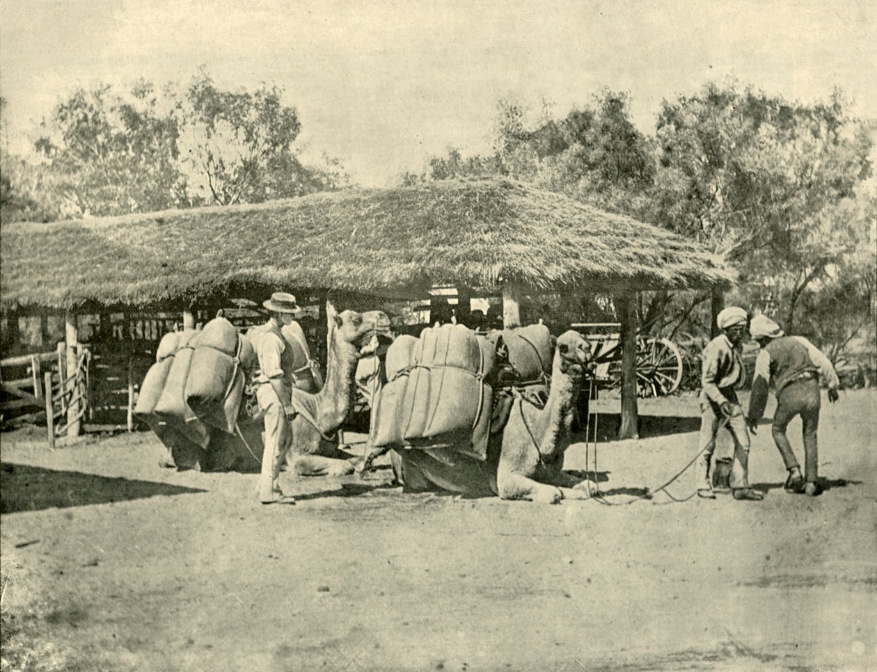 Lader kameler, på en australsk station, 1901. af Unbekannt