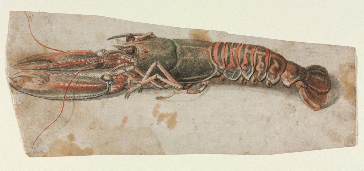 Hummer, 1600-tallet. af Unbekannt