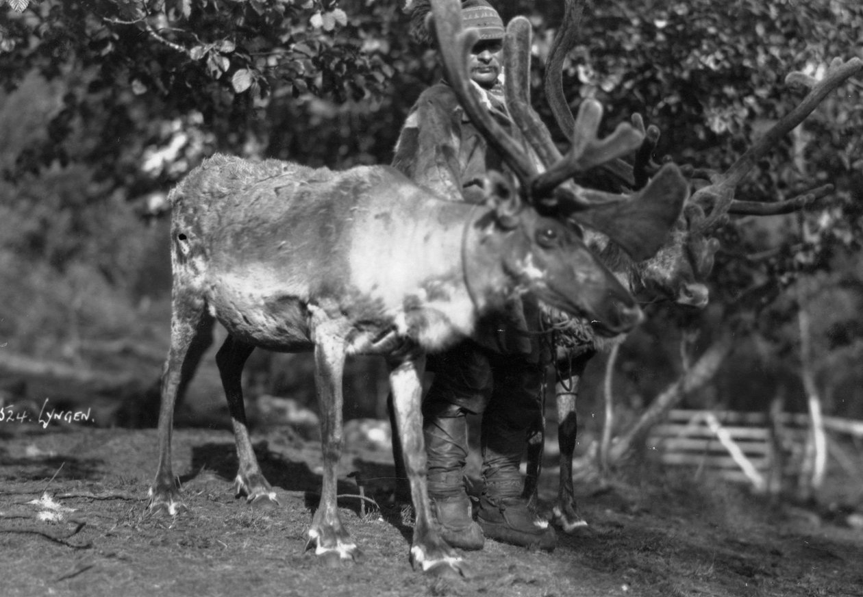 Lokal mand med et rensdyr, Lyngen, Nordnorge, c1920