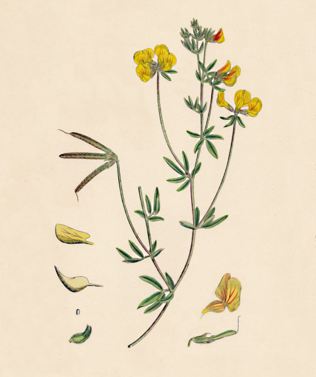 Lotus tenius. Slank Fuglefods Trefoil, 1800-tallet af Unbekannt
