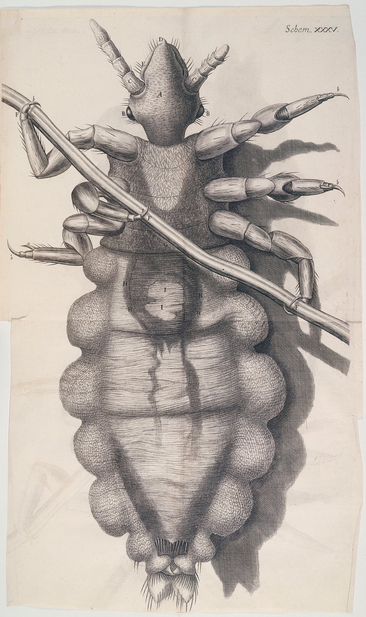 Lus klamrer sig til et menneskehår i Hookes Micrographia, 1665 af Unbekannt