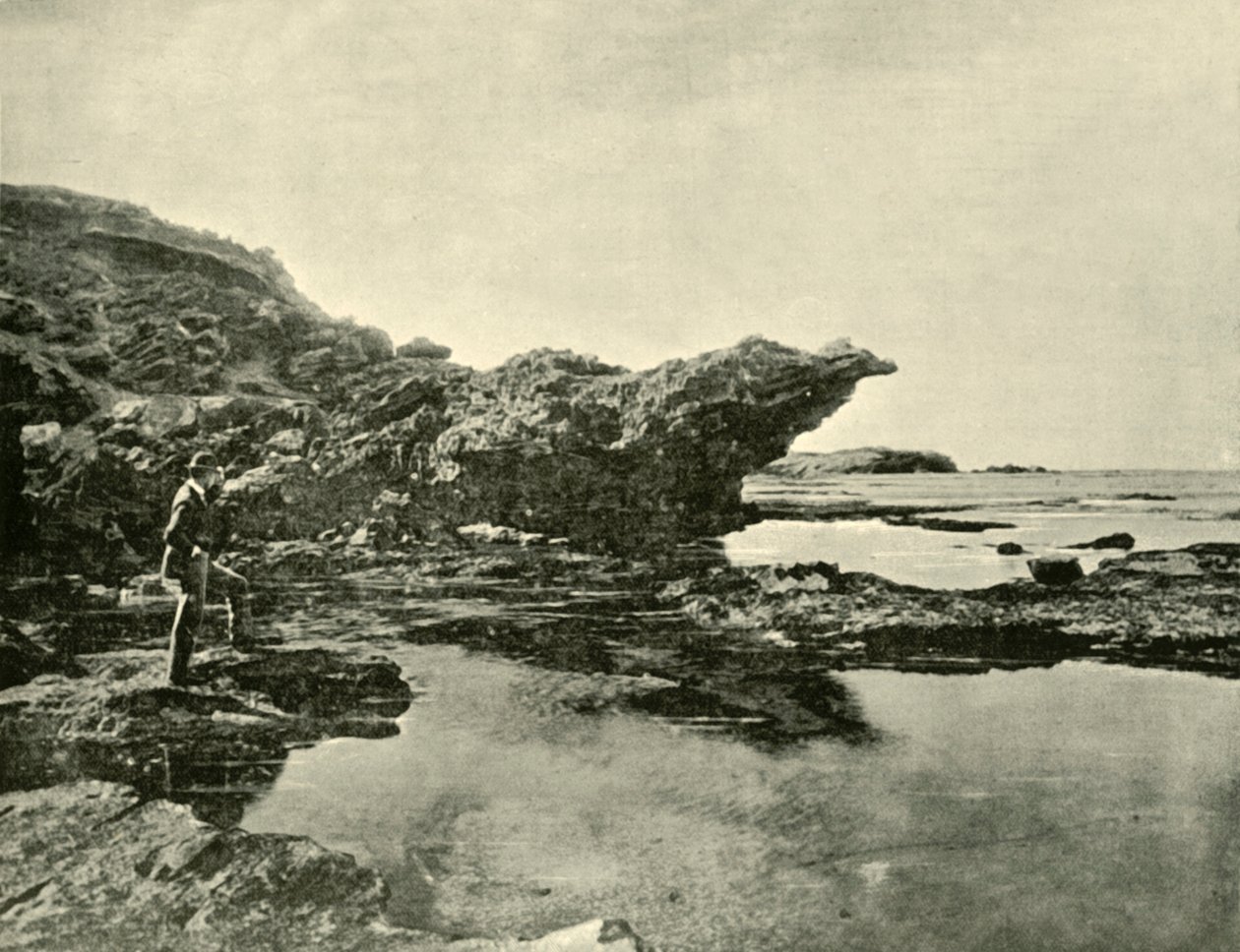 Lavvande, Shelly Beach, Warrnambool, 1901. af Unbekannt