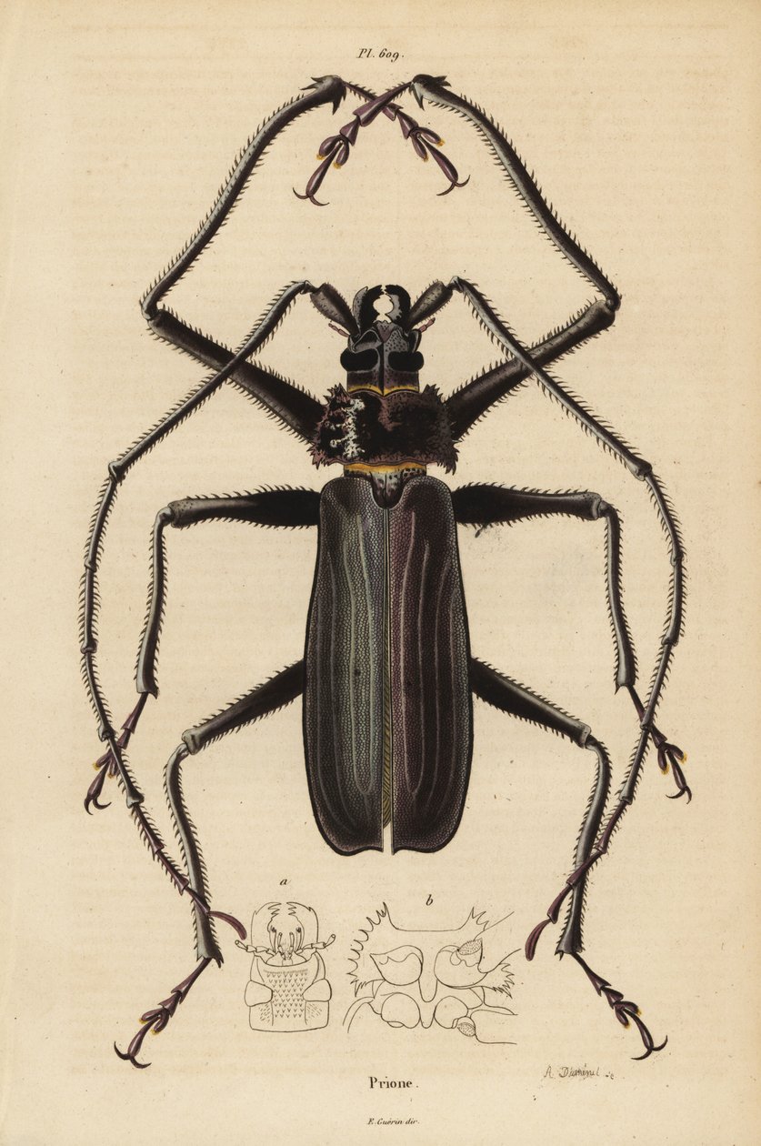 Macrotoma hayesii Beatle af Unbekannt