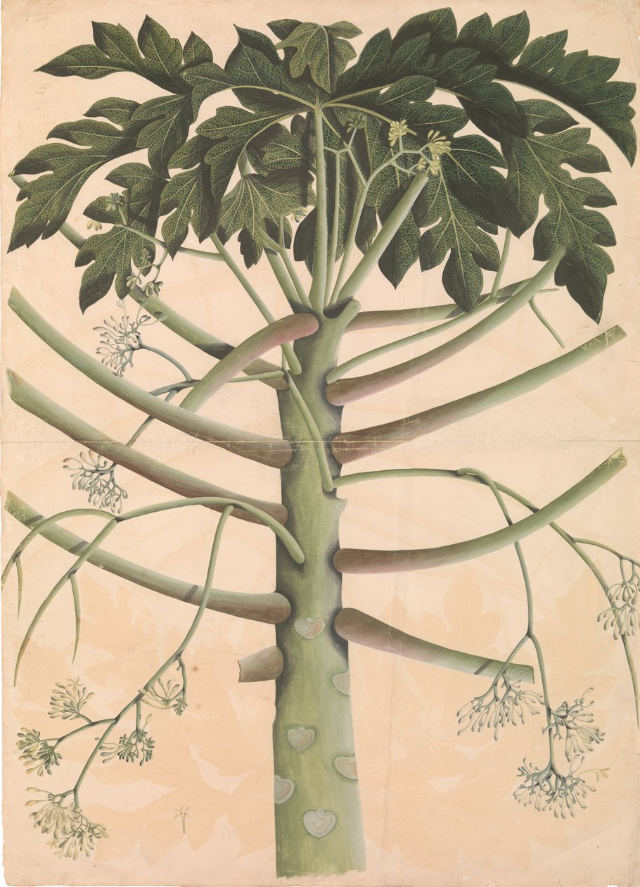 Han papaya træ, ca. 1790-1800. af Unbekannt