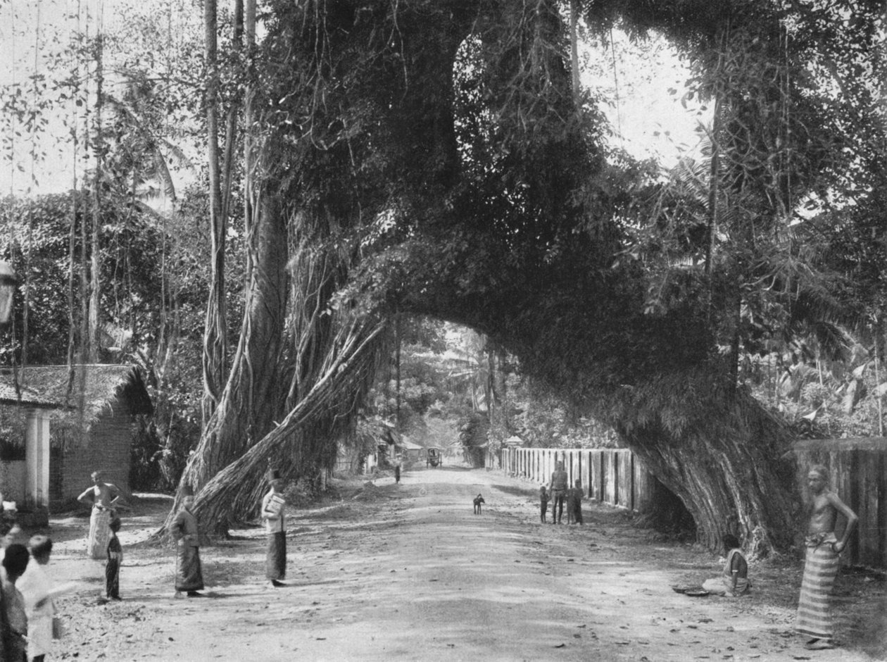 Malerisk gammelt figentræ Ficus indica på Colombo-Galle-vejen nær Kalutara, 1926 af Unbekannt