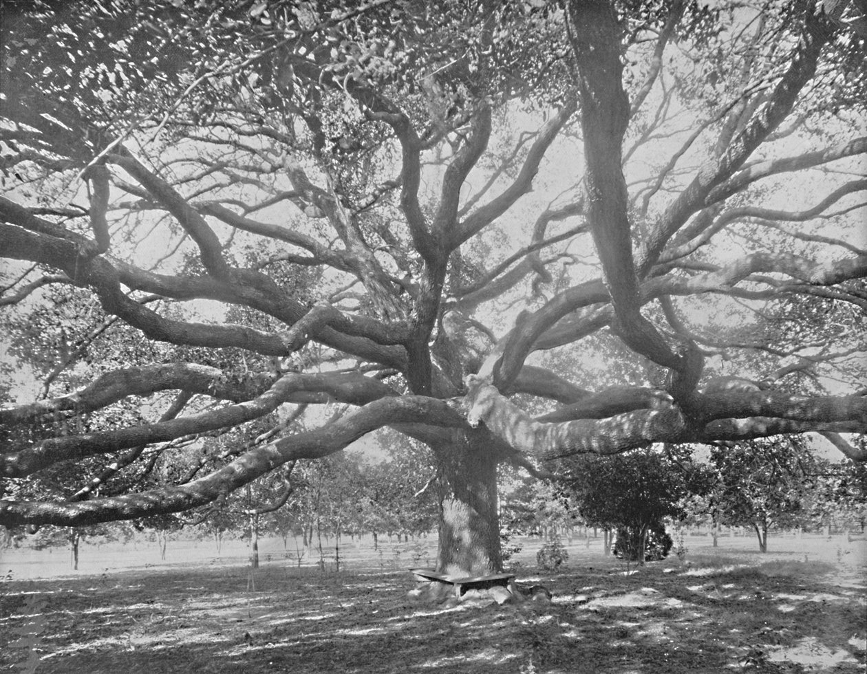 Mammoth Live Oak, nær Jacksonville, Florida, c1897. af Unbekannt