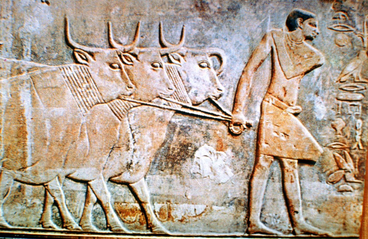Mand leder kvæg, vægrelief fra Ptahhoteps grav, Saqqara, Egypten, 24. århundrede f.Kr. af Unbekannt
