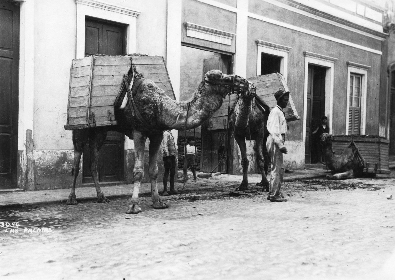 Mand med kameler, Las Palmas, Gran Canaria, De Kanariske Øer, Spanien, c1920