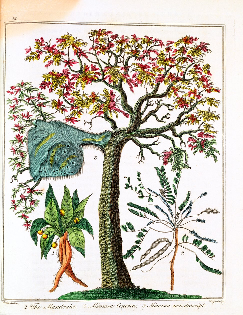 Mandrake, Sensitive Plant, and Acacia, c1795 af Unbekannt