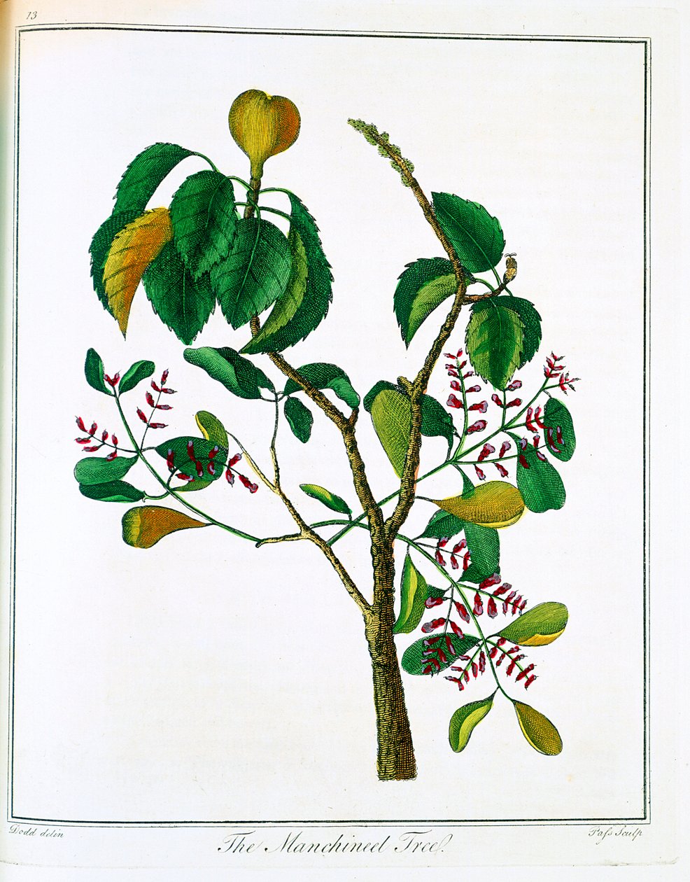 Manchineel træ Hippomane mancinella eller Poison Guava, c1795 af Unbekannt