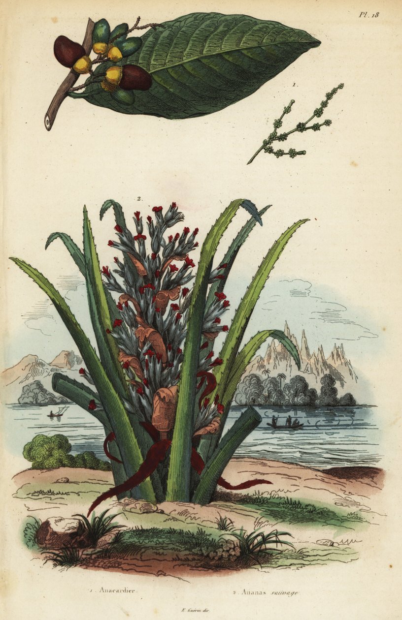 Mærkenød, Semecarpus anacardium 1 og pingvin eller pinuela frugt, Bromelia pingvin 2 af Unbekannt