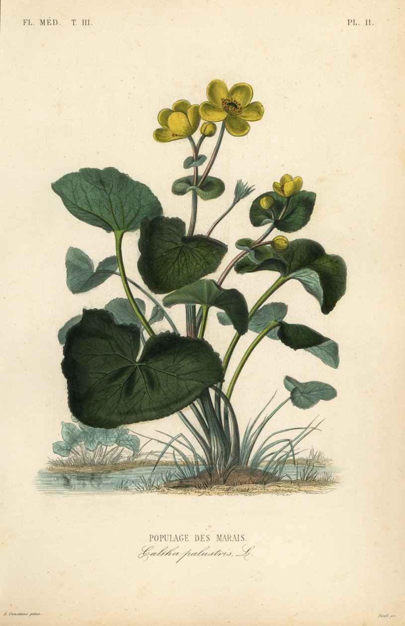 Marsh morgenfrue eller kongebæger, Caltha palustris, Populage des marais af Unbekannt