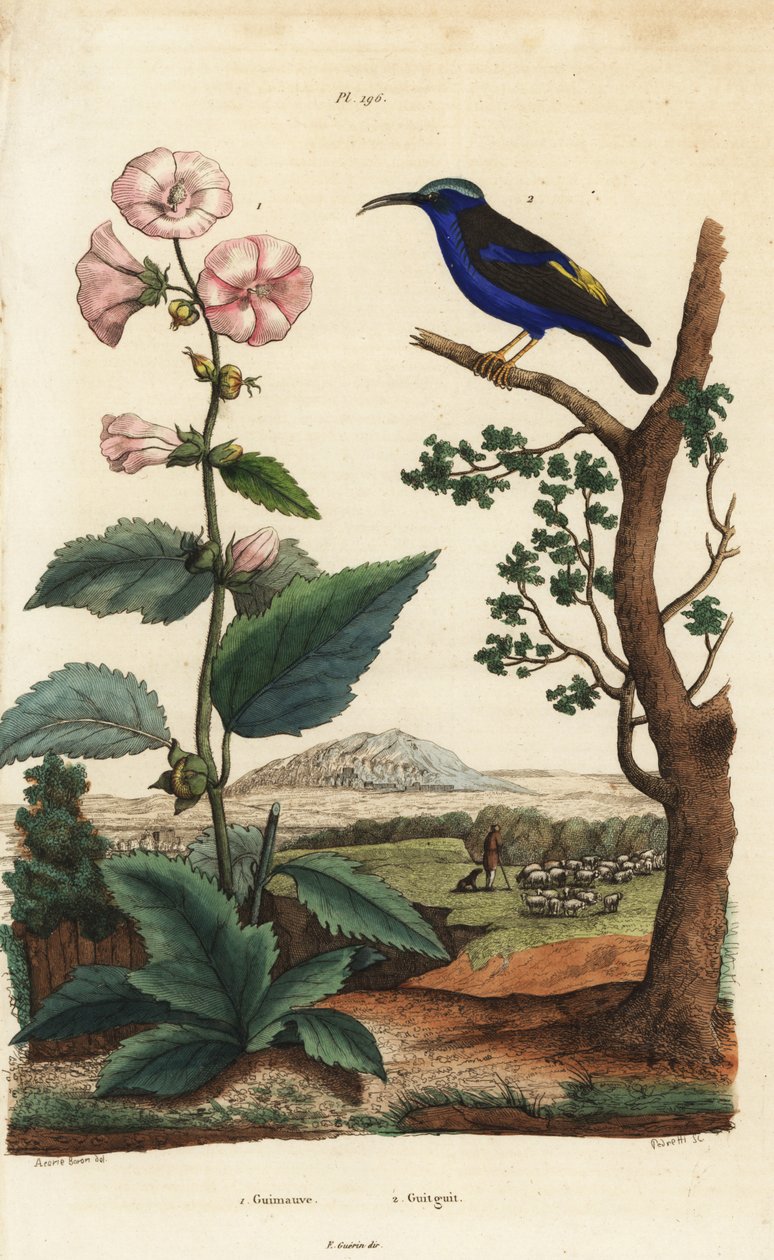 Skumfidus, Althaea officinalis 1 og lilla honningkryb, Cyanerpes caeruleus 2 af Unbekannt