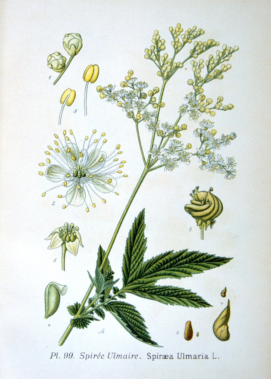 Meadowsweet, 1893 af Unbekannt
