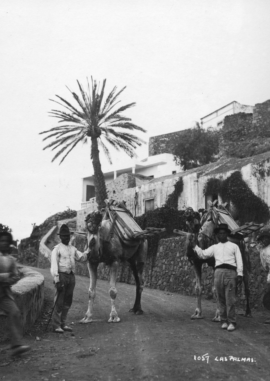 Mænd med kameler, Las Palmas, Gran Canaria, De Kanariske Øer, Spanien, c1920