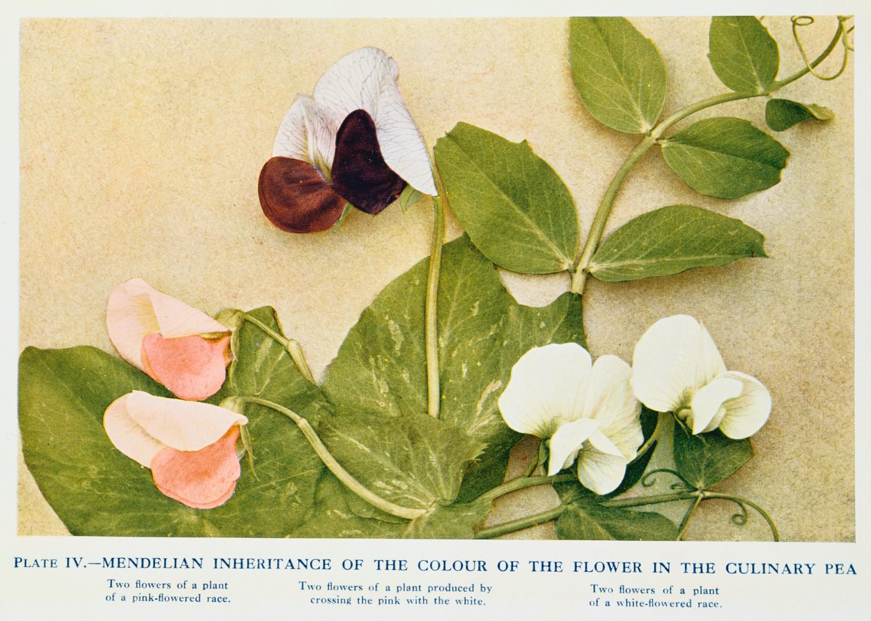 Mendelsk arv af blomsterfarve i den kulinariske ært, 1912 af Unbekannt