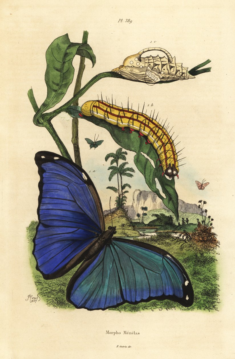 Menelaus blå morpho sommerfugl, Morpho menelaus, larve og puppe af Unbekannt