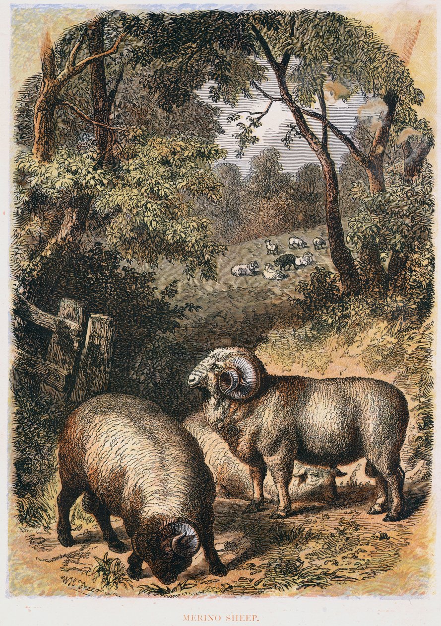 Merino får, c1860 af Unbekannt