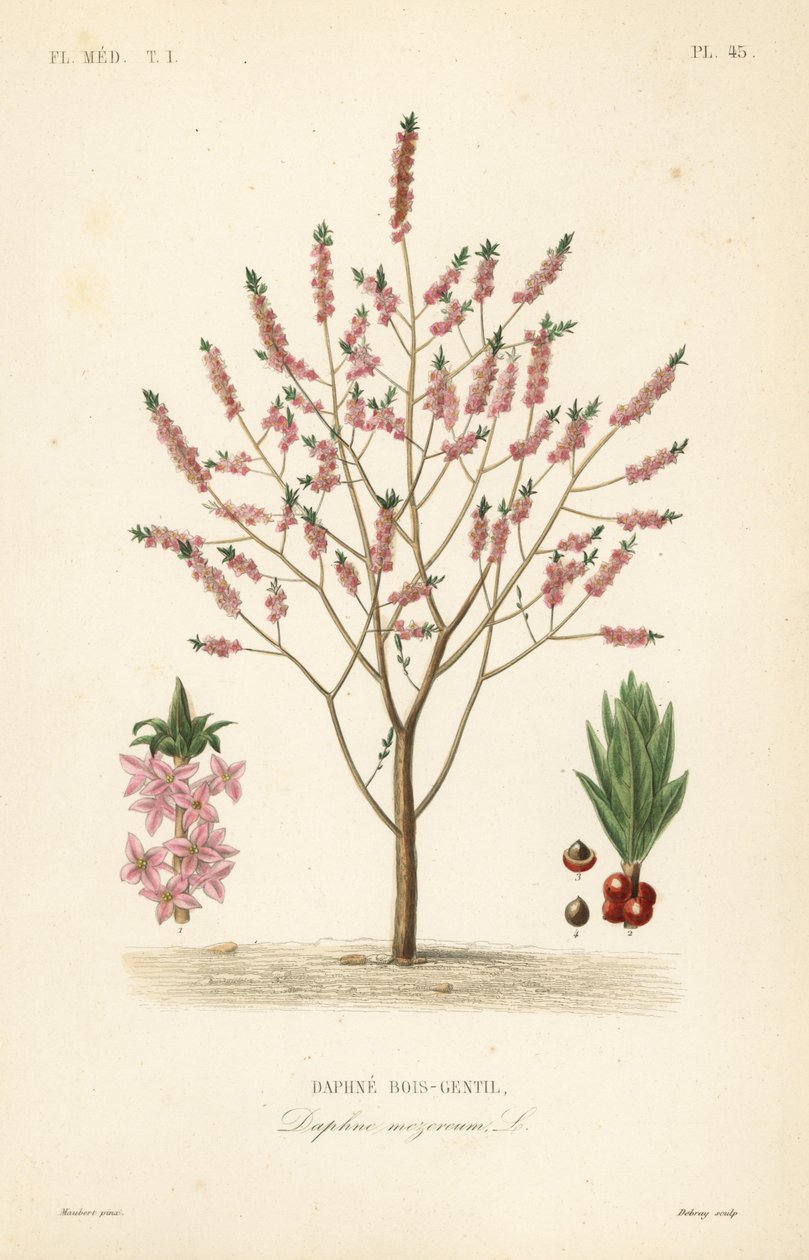 Mezereon eller spurge laurbær, Daphne mezereum, Daphne bois-gentil af Unbekannt