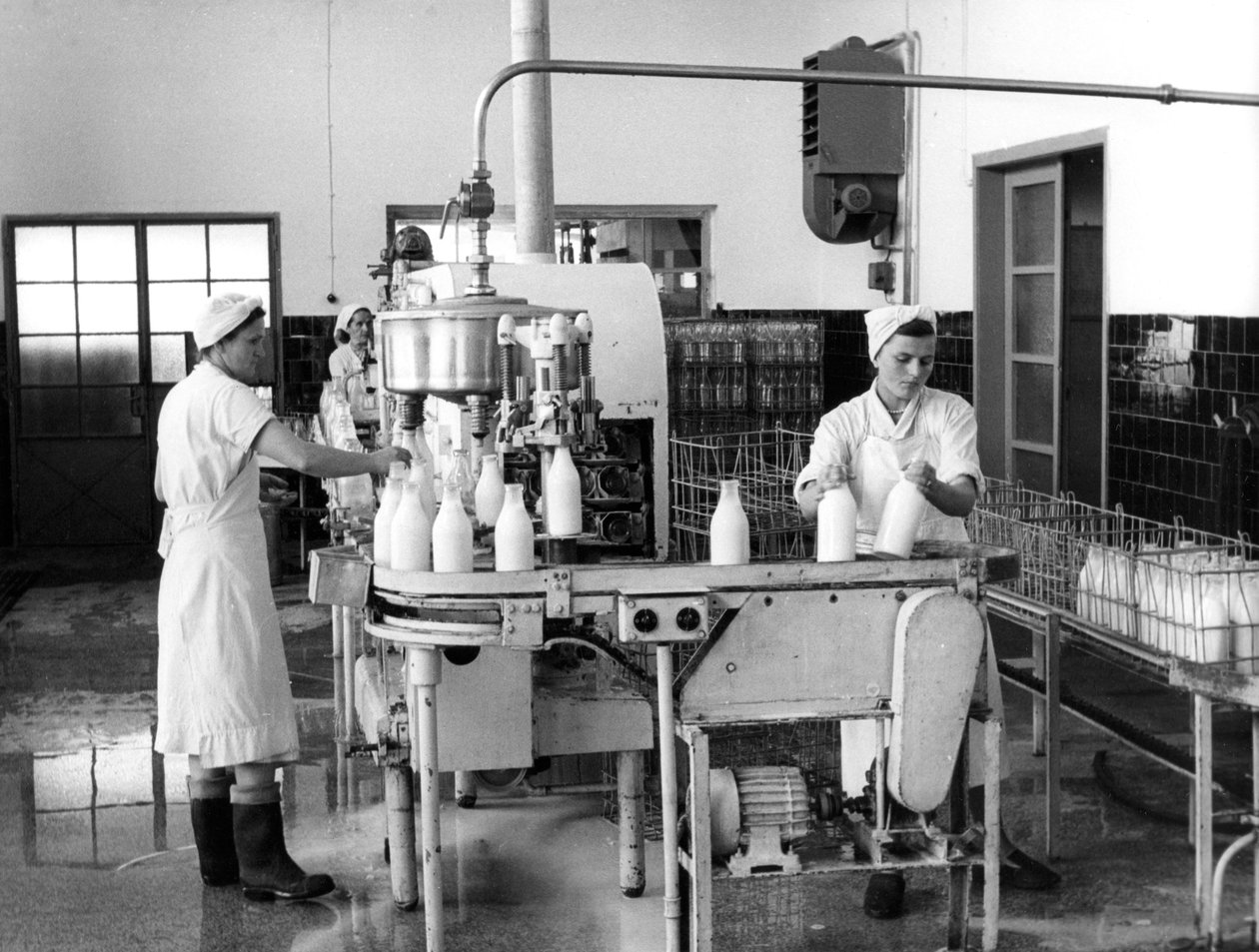 Mælkeproduktion, Zagreb, Jugoslavien, 1952 af Unbekannt