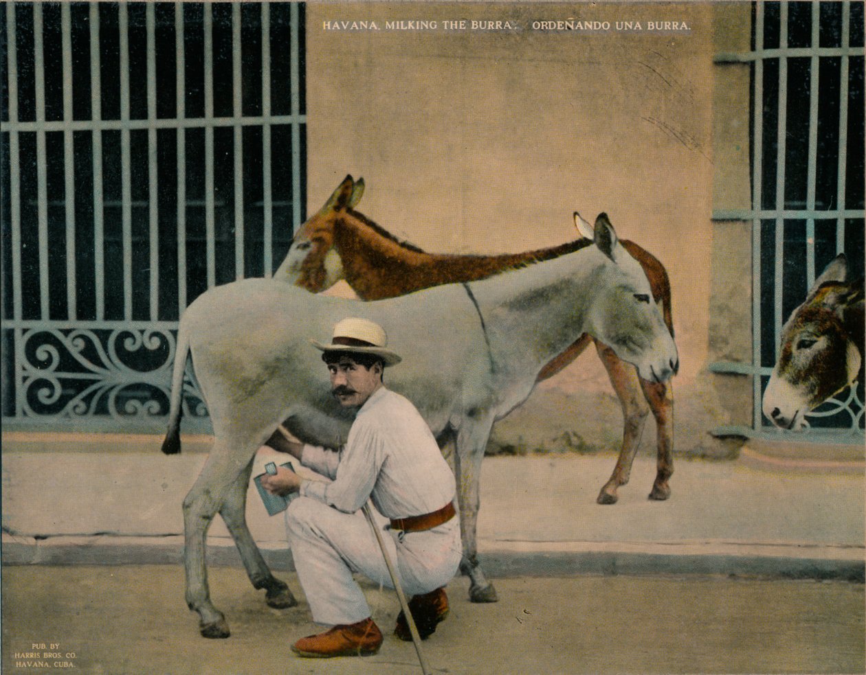 Malkende æsler, Havana, Cuba, c1920 af Unbekannt