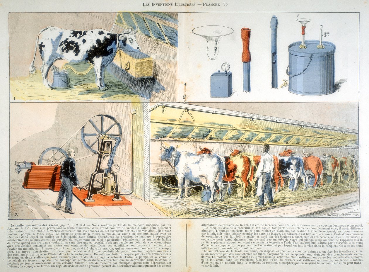 Malkestald udstyret med Thistle suge- og pulseringsmalkemaskine, 1899 af Unbekannt