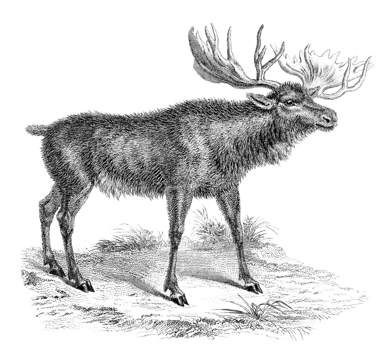 Elghjorte, 1800-tallet af Unbekannt