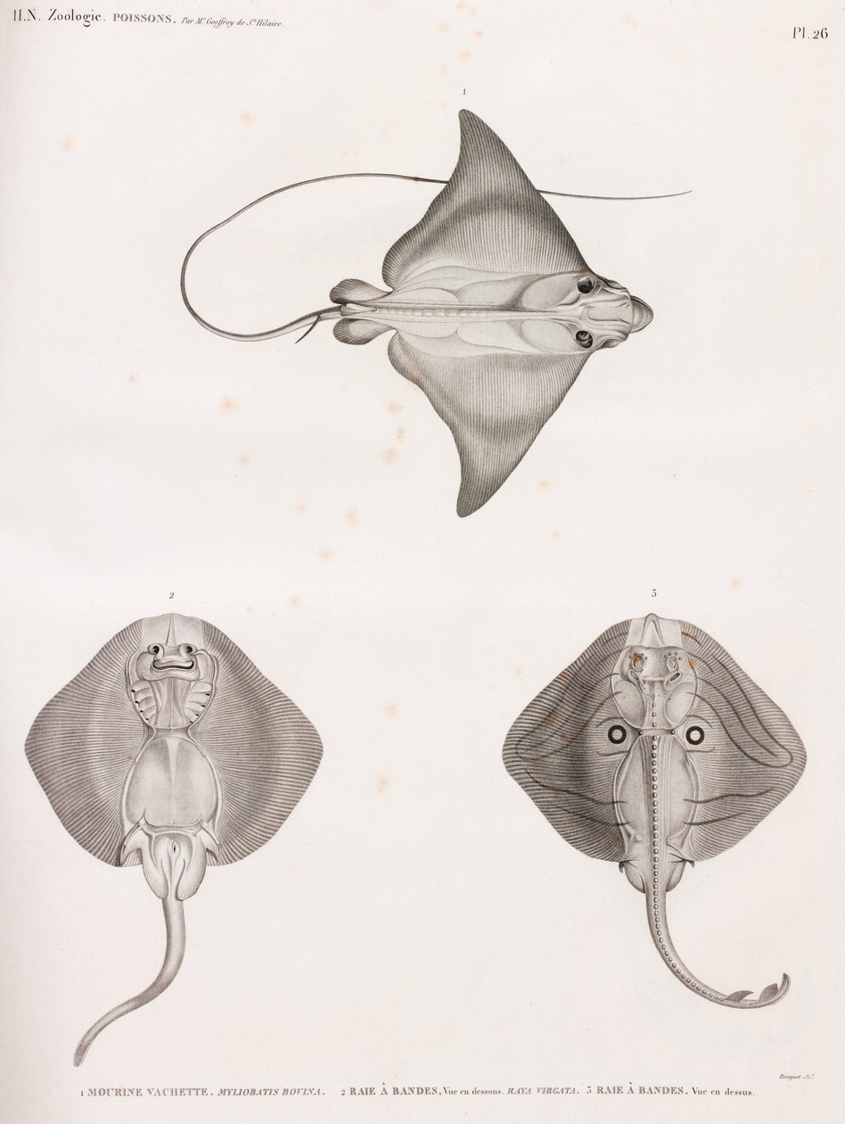 Mourine Kalveskind & Stribet Ray af Unbekannt